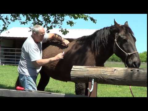 Grooming A Horse With A Hacksaw, Rasp and Curry Comb - Horse Tips
