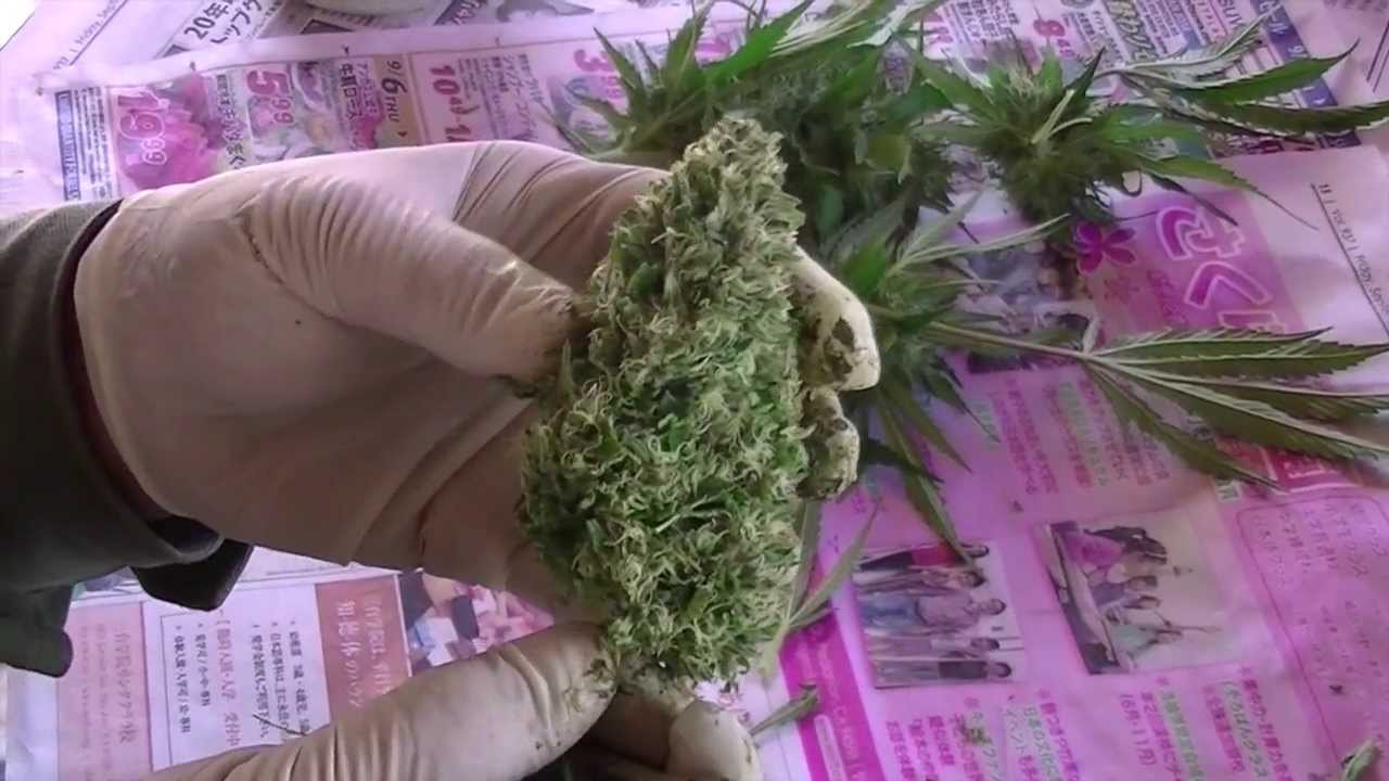 新鮮な大麻 栽培 剪定 すべての美しい花の画像