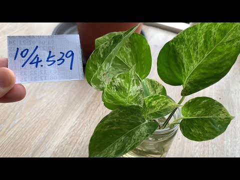 【園藝539】10月4日(三)水耕大理石黃金葛都冒出了細根！