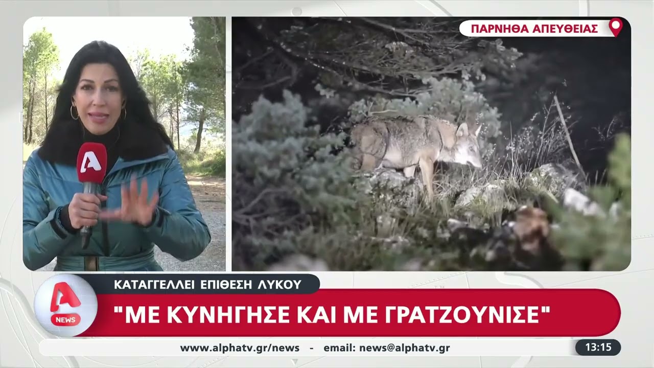 Επίθεση λύκου σε περιπατητή στο Κρυονέρι – Κυνηγητό 500 μέτρων