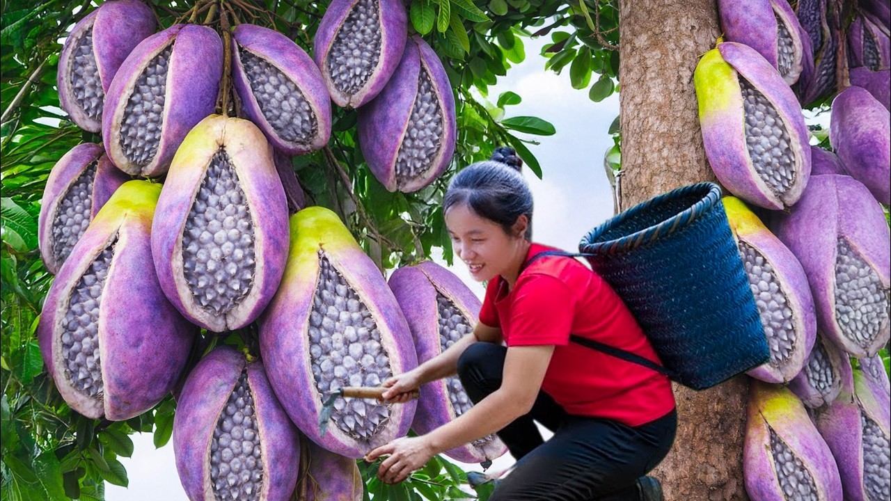 Harvest Hybrid PURPLE Mango Goes to market Sell, Lots of Strange