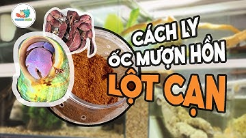 Cách li Ốc Mượn Hồn lột cạn khi nuôi nền cát san hô, rêu rừng, cát thủy sinh mỏng