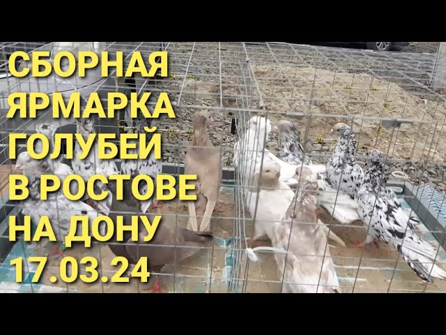 СОКОЛИНАЯ ОХОТА. Константин Соколов. Орёл, ястреб, сокол 10.04.20