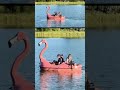 Video shows firefighters on flamingo to save turtle