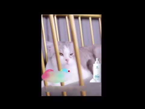 LIKE แชมพูแมวแห้ง200ml สเปรย์อาบน้ําแมว แชมพูอาบน้ำแมว