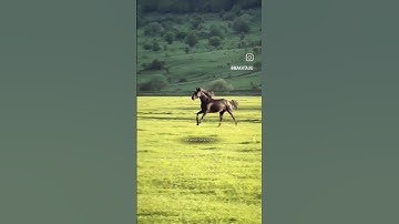 من سورة طة القارئ شريف مصطفى