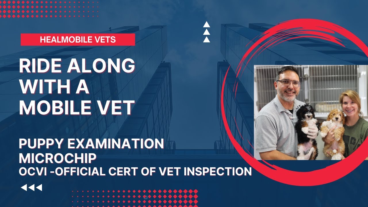 Ocvi Physical exam on puppy for OCVI - YouTube