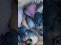 かわいい子犬の日常 #koreaPuppies #japanDogs
