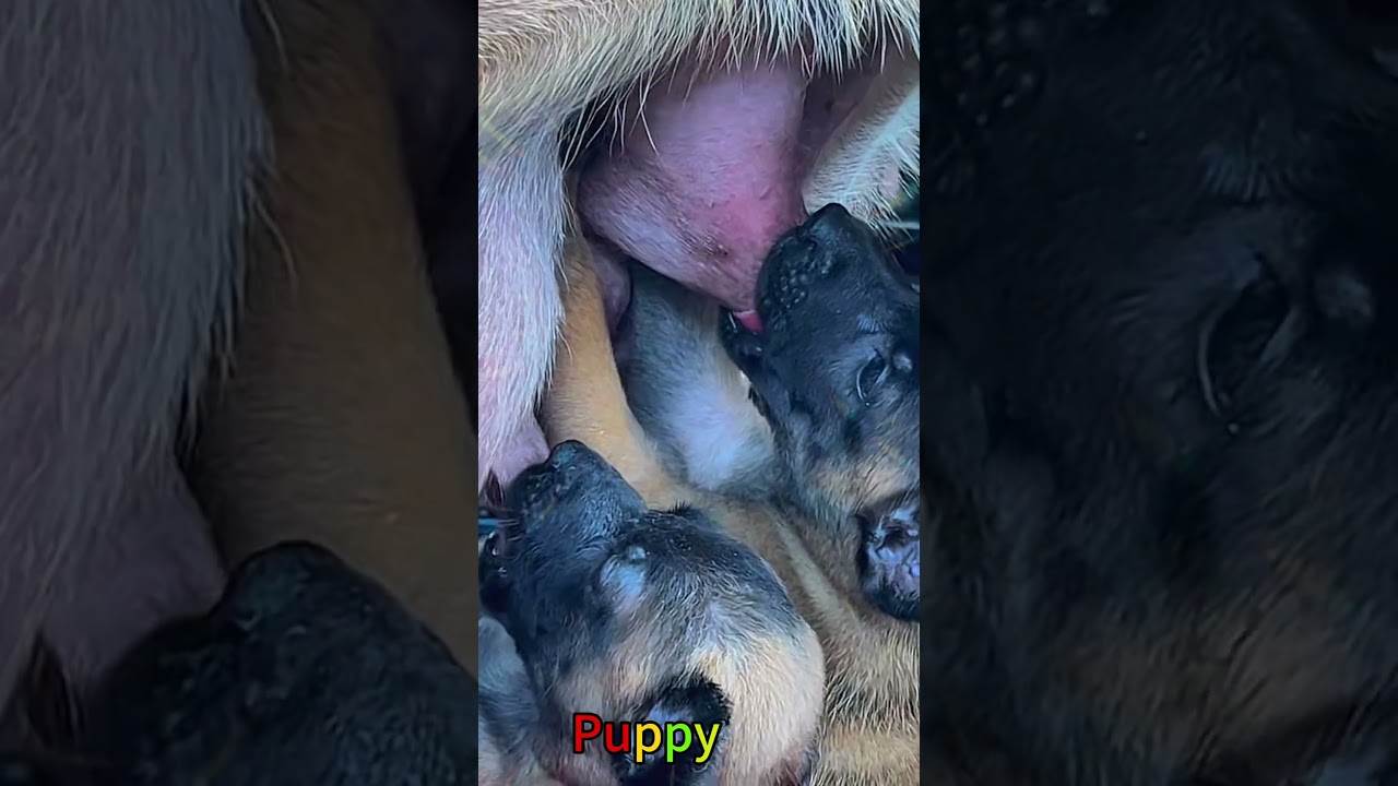 かわいい子犬の日常 #koreaPuppies #japanDogs