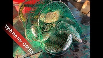 Câu Cá Dìa ,Cá Tráp trên bè ngoài vịnh lan hạ, cát bà. Phần 10