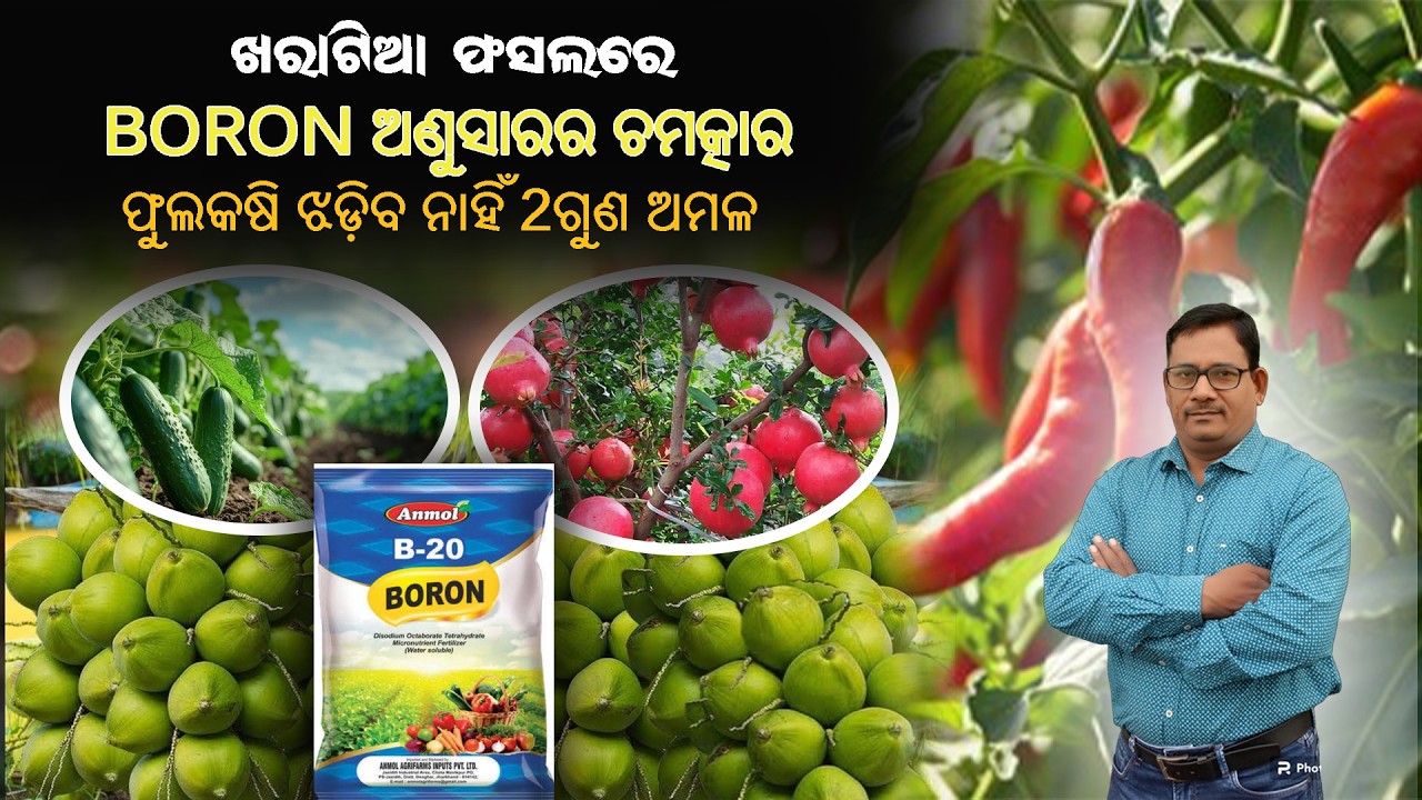 ଖରାଟିଆ  ଫସଲ ରେ Boron ର ଚମତ୍କାର  ଫୁଲ କଷି ଝଡ଼ିବ ନାହଁ 2 ଗୁଣ ଅମଳ Boron micronutrient