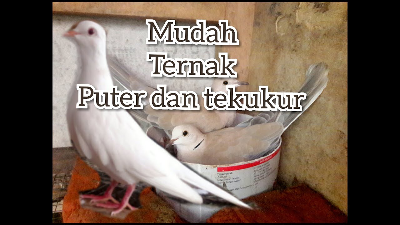 Cara mudah ternak burung puter dan tekukur 