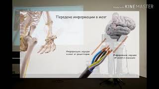 Нервная система человека. Влияние массажа на нервную систему. Богдан Сокур. Нервная система человека. Влияние массажа на нервную систему. Богдан Сокур.