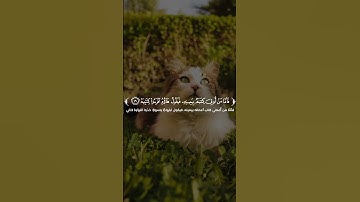 قران كريم راحة نفسية #راحة #اكسبلور #muslimcontent #قران_كريم #راحة_نفسية #vairal #المصحف