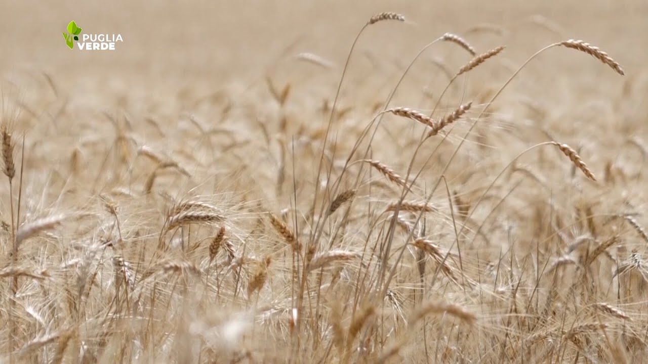 LA CRISI DEL GRANO DURO