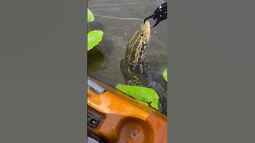 Look at the colors on Thise northern snakehead 😳#shorts