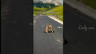 Cute Marmot Is Trying To Explain Something To His Girlfriend But She Is So Angry#Funny #Cute #Shorts