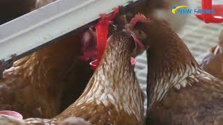 Granja De Gallinas Camperas García-Tenorio