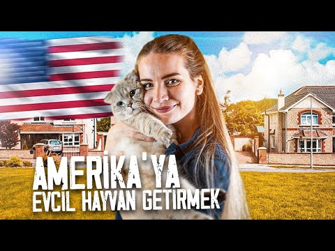 Video: Veba ve Evcil Hayvanlarım için Endişelenmem Gerekiyor mu?