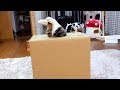 入れたけど出られないねこ。-Maru could get into it, but couldn't get out.-