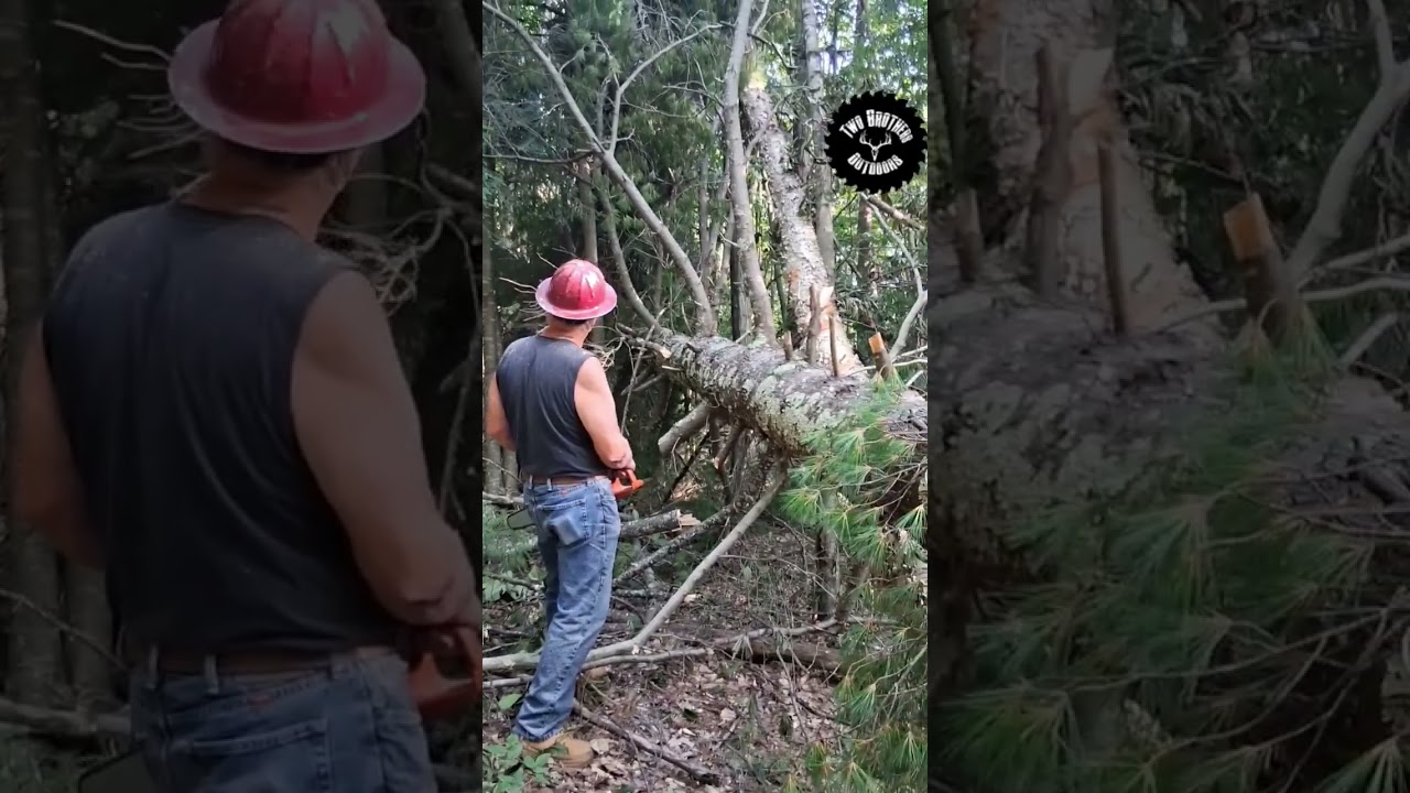 Caution! Beware of tree twisting! #chainsaw #chainsaw #tree