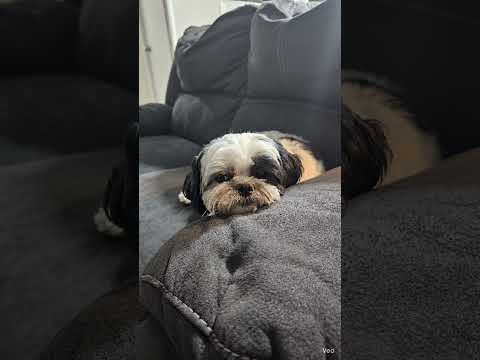 puppy love #shorts #pets #puppy #maltepoo #cute #cutepets101 #viralvideo #reels #trending #subscribe