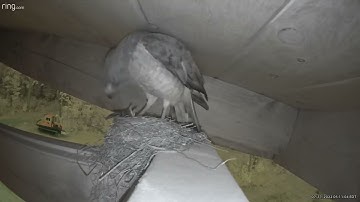 Hawk Attacks Robin’s Nest Part 1