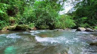 Peaceful Flowing Stream for Focus & Productivity