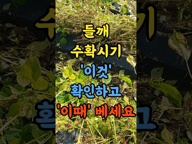 들깨 수확시기 올핸 이것 확인하고 이때 베세요
