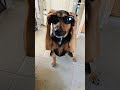 meu cachorro dança muito né?kkkkk