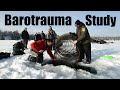 Crappie barotrauma study