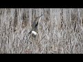 American Bittern calling and display