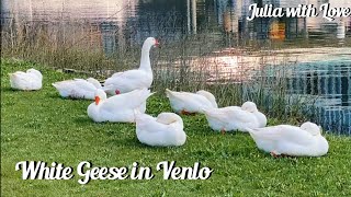 #177 White Geese in Venlo, Netherlands | The Lovely Animals