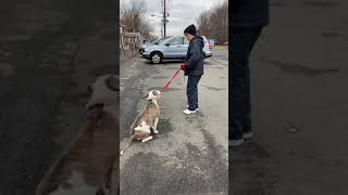 Hugo-6 Year Old Am Staff Terrier