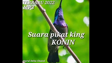suara king konin untuk pikat