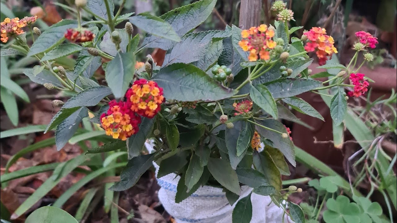 Kışa Girerken Begonvili Nasıl Koruyoruz? | Komşu Bahçeden Görüntüler