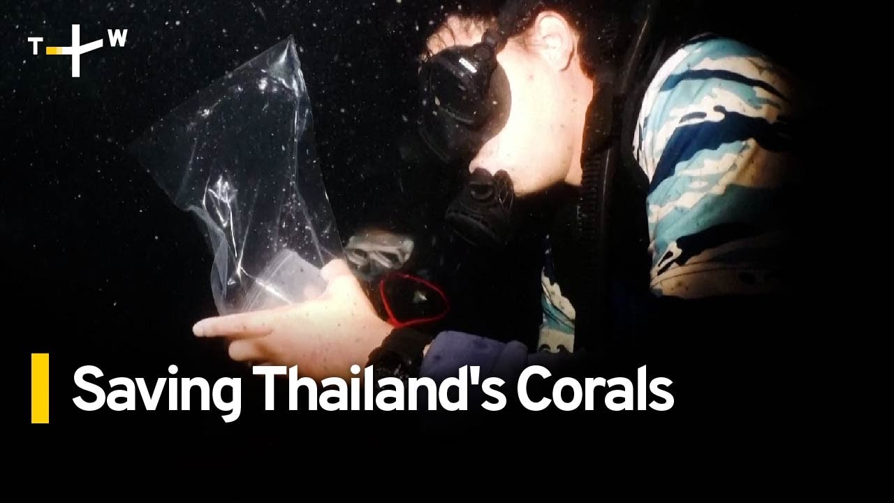 Thai Scientists Working To Save Important Coral Reef | TaiwanPlus News