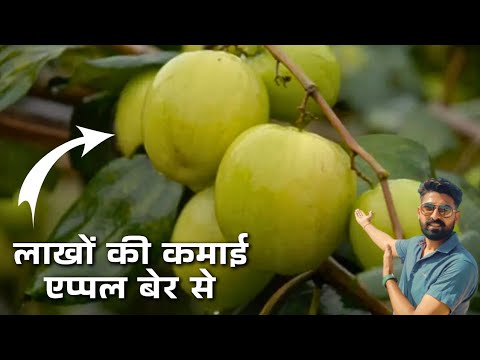 बेर की खेती से लाखों कमाओं || Apple Ber ki kheti kaise kare