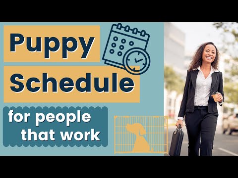 Puppy Training Schedule While Working Full Time