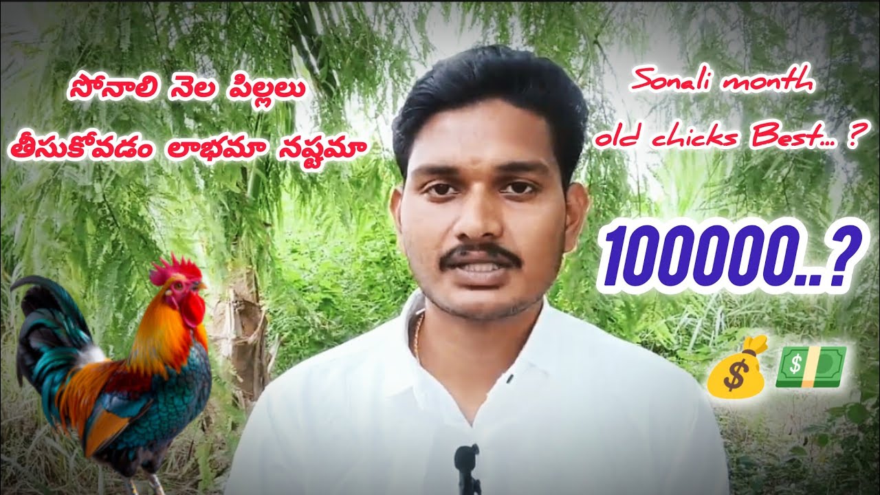 సోనాలి నాటుకోడి నెల రోజుల పిల్లలు తీసుకోవడం లాభమా ఆ నష్టమా #సోనాలి#నాటుకోడి#bussiness#new#trending 