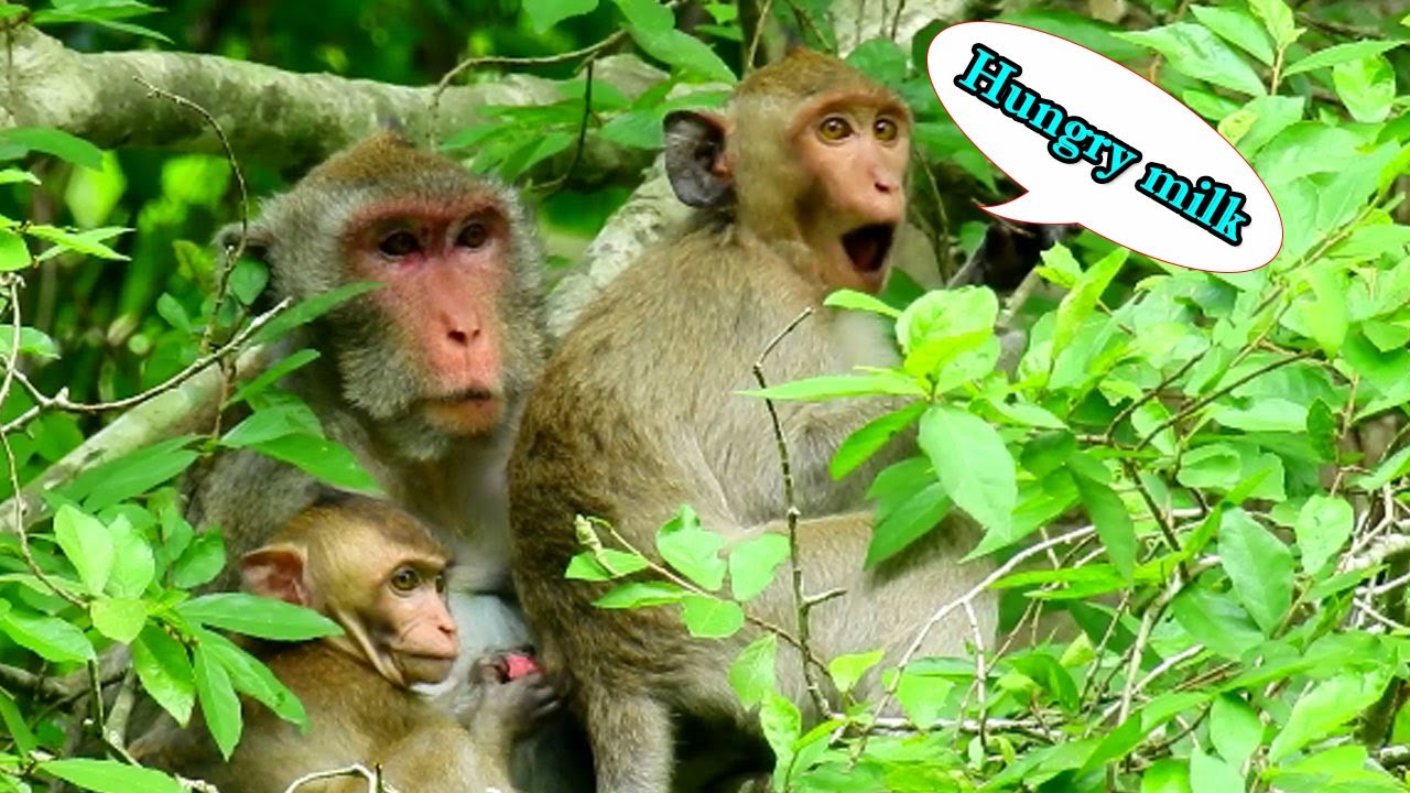 Jane nurse and care Janet on the tree, Janet hungry milk but she afraid Jane refuse her