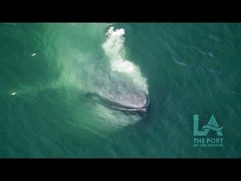 Video: How to Go Whale Watching sa Long Beach, San Pedro, o Los Angeles