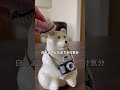 ドウダンツツジ #シニアvlog #シニアライフ #花のある暮らし