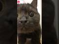 飛び込むの黒猫…きゅるるんさつきが来た!