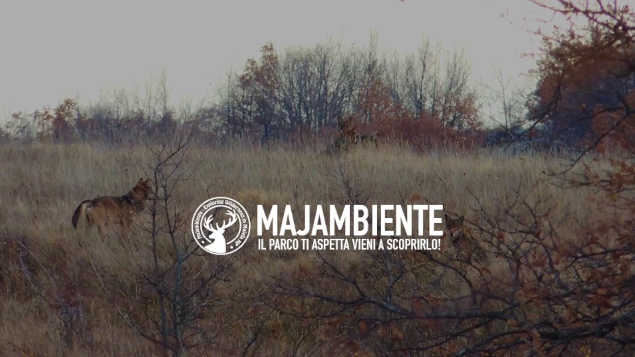 Lupi sul crinale, Parco Nazionale della Majella