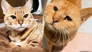 猫が寂しがるのでかわりばんこで寝ています