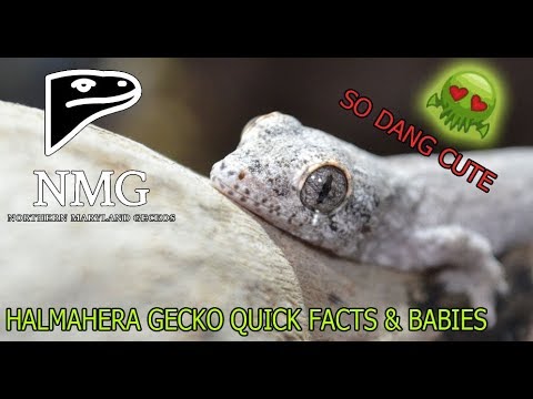 geckos food HALMAHERA GECKO BABIES HAVE HATCHED!