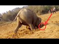 Elephant Spends 11 Hours Digging A Hole, Then Pulls Out Something Unexpected
