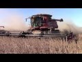 3 Case IH 8230 Axial-Flow Combines Harvesting Soybeans