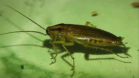 ИНСЕКТАРИЙ: 136. Рыжий Таракан (Blattella germanica)